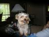 smiling yorkies-smilingrowdy.jpg