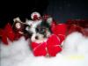 Yorkietalk Christmas Contest Entries Here!-st-christmas.jpg