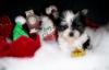 Yorkietalk Christmas Contest Entries Here!-1st-christmas-little-man-8-wks-old.jpg