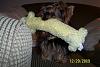 Major Breakthrough Jada Plays With a Toy-princess-loofah-dog.jpg