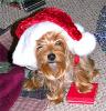 Yorkietalk Christmas Contest Entries Here!-santasully3.jpg