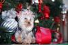 Yorkietalk Christmas Contest Entries Here!-bow.jpg