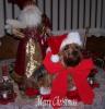 Yorkietalk Christmas Contest Entries Here!-tadxms.jpg