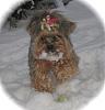 The Cold and Yorkies do not mix!!-snow2.jpg