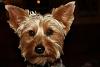 Yorkie-Russell Mix, do they look like Yorkies?-img_3685.jpg