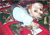 Yorkie-Russell Mix, do they look like Yorkies?-picture002-21-1.jpg