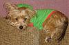 Yorkie-Russell Mix, do they look like Yorkies?-daisysweet.jpg