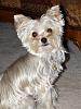 morkie's fur colour!-bo-nov.-09.jpg