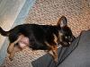 lady offered to buy a puppy-dsc01694.jpg