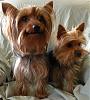 Little stinkers-sarge-lexi-little-bit-.jpg