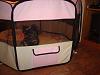 Emory Anne comes home tomorrow!!-playpen.jpg