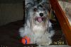 Biewers - I am in LOVE!!-bogie-his-favorite-ball.jpg