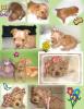 I wish we had an album called growing up puppy-growthcollage-464-x-600-.jpg