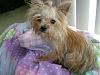 Is This A Yorkie ?-user19207124_pic79759_1263773752.jpg