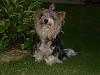 Biewer & Parti-Yorkie---difference?-chipsie.jpg