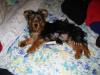 Mutant Yorkie.  World's largest yorkie?-stomper-boy.jpg