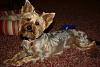 Hi New here.  Curious about my Yorkie-img_4099.jpg