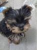 anyone get a yorkie from luxpup?-pebbles12.jpg