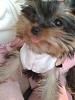 anyone get a yorkie from luxpup?-pebbles213.jpg