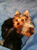 2 Yorkies are better than 1-spoonin1.jpg