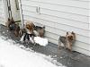 It's supposed to snow here today!!!!-snow-animals-resized-2.jpg