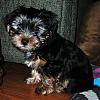 Non-pointy ear yorkie-marshall02.jpg