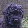 What kind of dog is this?-puli-pup.jpg