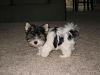 Does Anyone Know What A Parti Yorkie Undocked Tail Looks Like?-asher11wksimg_1616.jpg