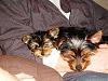 What to do when no one is home - 2 Yorkies-babies1.jpg