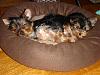 What to do when no one is home - 2 Yorkies-babies2.jpg