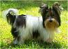 Tail docking-7mos2111-little-man-cropped.jpg