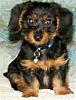 Yorkie mixed with what pics?-dorkie.jpg