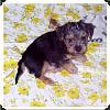 Yorkie mixed with what pics?-picture017-3-1.jpg