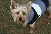 Tail docking-brister.jpg