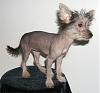 Hairless Yorkie: What Kind Do You Have-crustievixxicrestedhairlessyorkiemix1.jpg