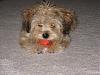 Yorkie mixed with what pics?-new-053.jpg