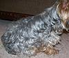 Brynstar Yorkies Desiger Breeded Shnorkies-izzy-jan.10-2010-.jpg