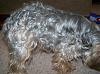 Brynstar Yorkies Desiger Breeded Shnorkies-izzy-jan.10-2010-b.jpg
