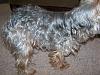 Brynstar Yorkies Desiger Breeded Shnorkies-izzy-jan.10-2010-d.jpg