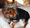 Shalt not covet thy neighbor's yorkie-untitled.jpg