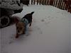 My boy's first snow! he loves it-axel-snow.jpg