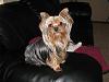 Brynstar Yorkies Desiger Breeded Shnorkies-chip.jpg