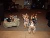 Pack of Yorkies: My Dream Come True!-imgp2498.jpg