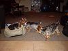 Pack of Yorkies: My Dream Come True!-imgp2501.jpg