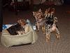 Pack of Yorkies: My Dream Come True!-imgp2503.jpg