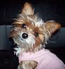 Went to the groomer and now my little Sophie is freezing...-sophers1.jpg