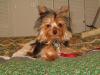 Do I really have a full bred yorkie?-clean.jpg