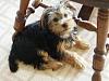 Morkie talk & my experience w/ evil pet shop-dscn1114.jpg