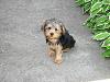 Morkie talk & my experience w/ evil pet shop-dscn1142.jpg