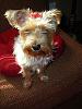 Morkie talk & my experience w/ evil pet shop-dscn2011.jpg